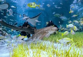 Discover Scuba Diving at The National Aquarium, Abu Dhabi